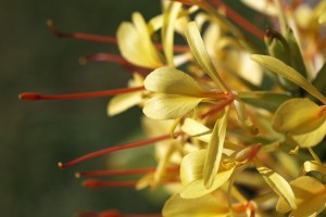 Kahli Ginger Plant